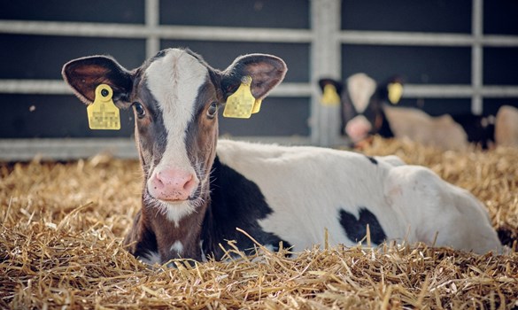 Young calf with yellow ear tags resting on straw in a barn, with another calf behind.